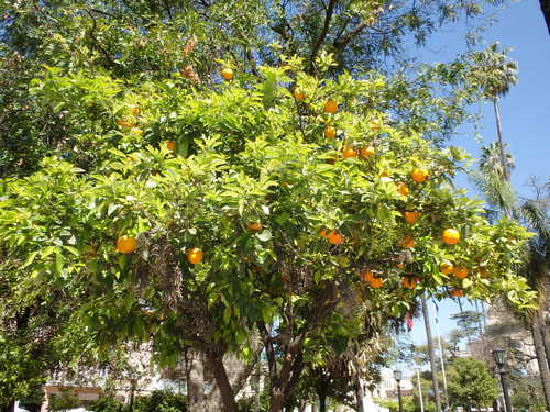 Shades of Seville.